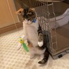 甘えん坊すぎて保護された三毛猫ちゃん サムネイル3