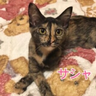 生後半年　子猫　サビ猫　女の子　★サシャちゃん★
