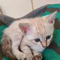 クリームトラ肉球黒　子猫4兄弟（現在8週目）