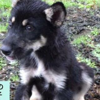 野犬の仔犬
