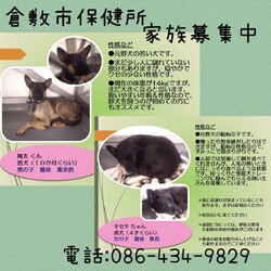 倉敷の職員さんの里親募集情報→全頭卒業！