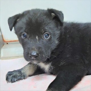 ◆可愛い子犬◆を家族に迎えませんか？ No406