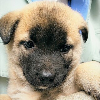 ◆可愛い子犬◆を家族に迎えませんか？ No407