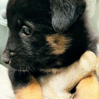 ◆可愛い子犬◆を家族に迎えませんか？ No408