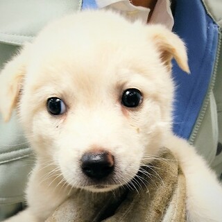 ◆可愛い子犬◆を家族に迎えませんか？ No409