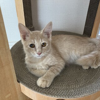 （ハンデあり）とっても良い子です！クリーム茶トラ