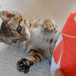 やんちゃで甘えん坊の男の子です(*^^*)