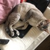 トライアル決定シンガプーラ×シャムミックスの男の子 サムネイル2