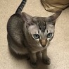 トライアル決定シンガプーラ×シャムミックスの男の子 サムネイル3