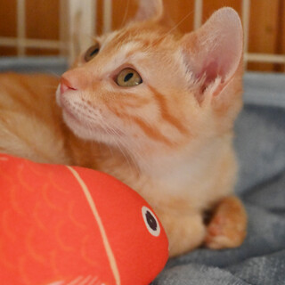 甘えん坊の茶トラちゃん(*^^*)