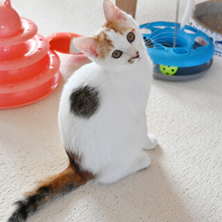 フレンドリーな白三毛ちゃんです(*^^*)