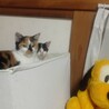 約４ヶ月　仲良し三毛猫２匹一緒に♪ サムネイル3