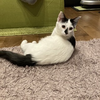 元気で可愛い美猫ちゃん