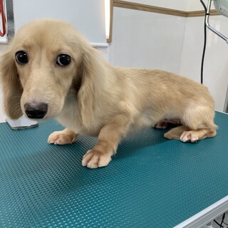 ダックスの女の子(*^▽^*)