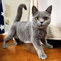 【再募集】ポポロ　元気で活発なブリティシュ