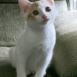 募集停止。人懐っこいマロくん