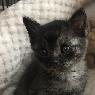 ありがとうございました★スモーキーブラックシルバー