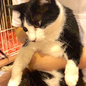 大柄・おっとり・猫じゃらし大好き！な『ちょび』