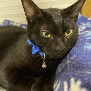 元気で懐こい　黒猫のクロちゃん