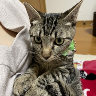 元気で懐こい　ジローくん
