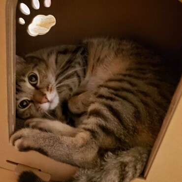 うちのヌーさんです。