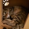 うちのヌーさんです。
