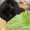 クェさんガジガジ。