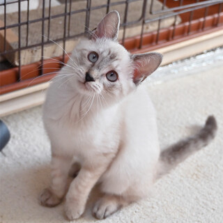 リンクスポイント＆ブルーアイちゃん