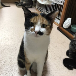 懐こくなってきました　ももえちゃん