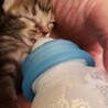 残念です。2回病院に連れて行きましたが雨の中救出したのもあり鼻水がグジュグジュでした。私の腕で息を引き取りました。