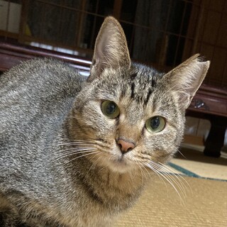 多頭飼育崩壊救済、大人しい童顔女子(手術済み)