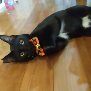 ずっとのおうち決定！おぱんちゅ ぎんちゃん(^^)