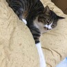 ゴムゴムの〜