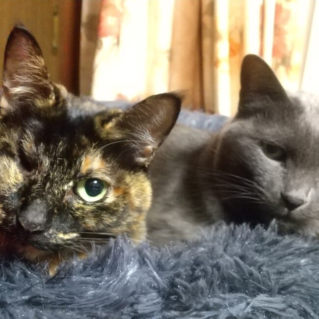 mai0311のカバー写真