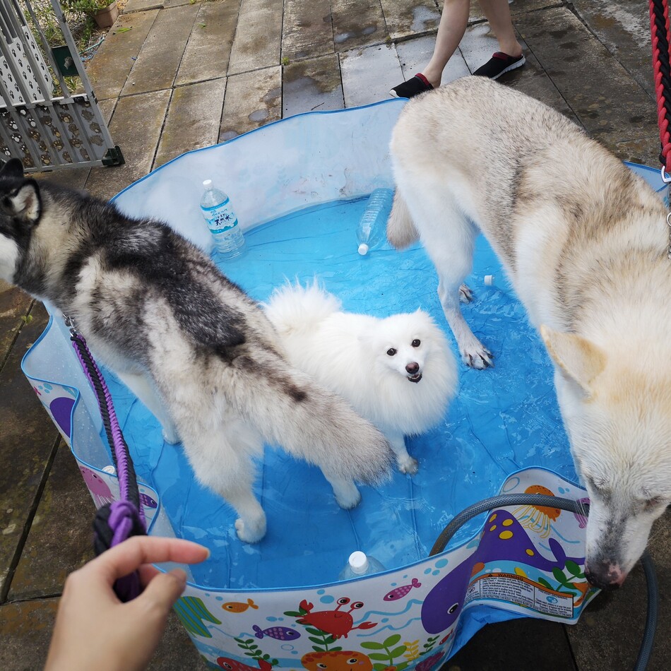 フェリシアのカバー写真