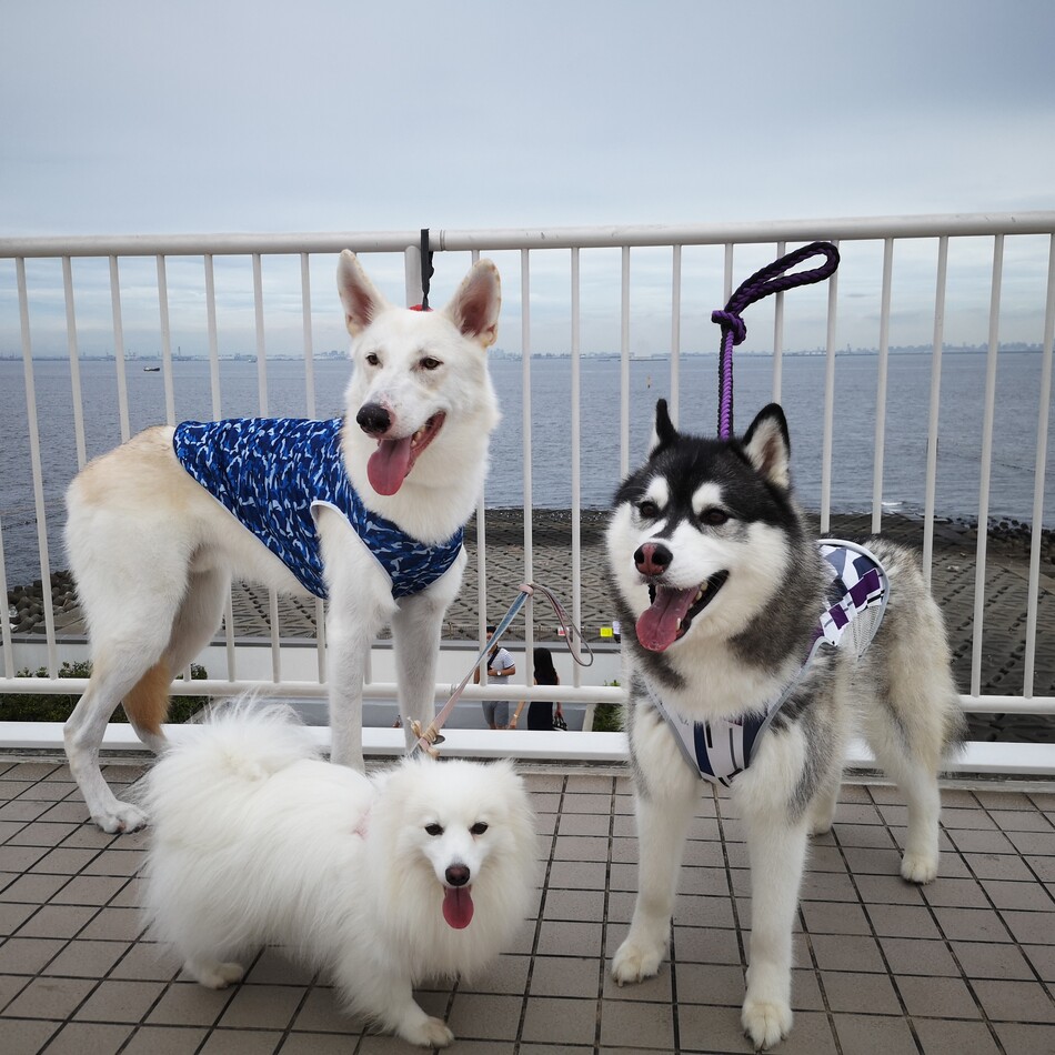 アシェルのカバー写真
