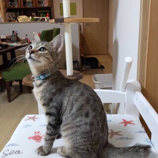 イケメンだけど甘えん坊な男の子