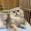【スコティッシュ】大きなモフモフ！ナイトくん
