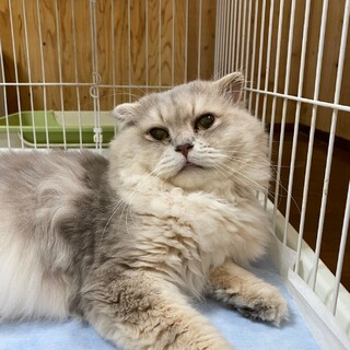 【スコティッシュ】大きなモフモフ！ナイトくん