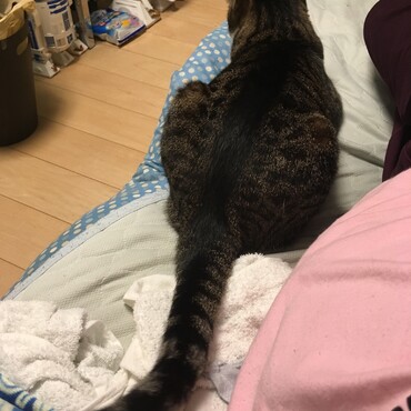 うちはワクチンやらなんやら済ましてからやっとゲージ越しにご対面。先住の猫達は気配を感じるまでは俺の部屋で飼うがルーティン。