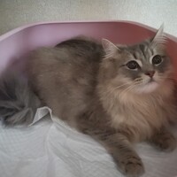 アメリア