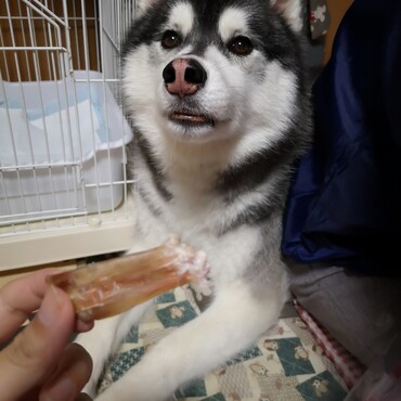 弟妹たちにおやつを噛み分けてあげるエルフィお兄ちゃん