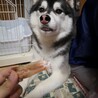 弟妹たちにおやつを噛み分けてあげるエルフィお兄ちゃん