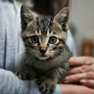 縦横無尽に跳ね回るキジの男の子！