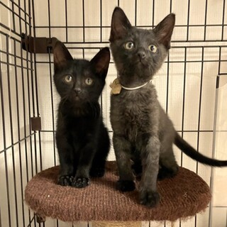 ミルクから育てた 甘えん坊の子猫