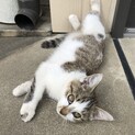仔猫ちゃんの里親募集します