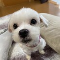 1歳マルチーズの女の子リノちゃん