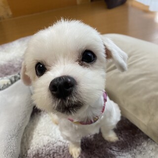 1歳マルチーズの女の子リノちゃん