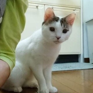 エルモモ、里親さま決定！ありがとうございました♥️