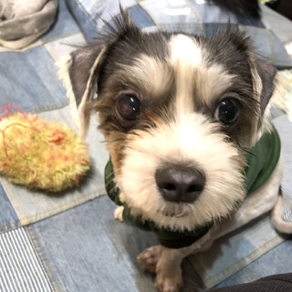 地獄からレスキューされたキュートなもふもふ男の子